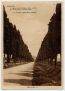 I cipressi di Bolgheri