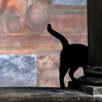 La Certosa svelata | sale nascoste e passaggi segreti