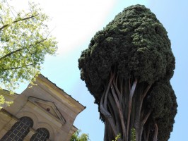 Verdi passeggiate - Piccole esplorazioni in Certosa