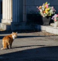 Verdi passeggiate - Piccole esplorazioni in Certosa