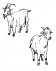 L'allevamento: la capra e la pecora